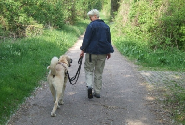 Wecke den Optimisten in Deinem Hund von Mirjam Cordt. Schritt für Schritt, wie Du Deinem Hund helfen kannst, Dir zu vertrauen