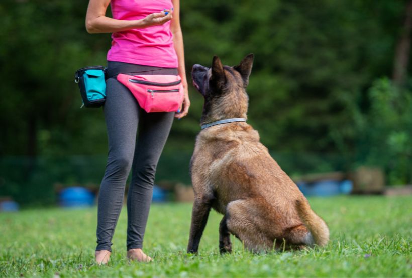 Hundeerziehung - Harmonie zwischen Mensch und Tier - Hundeschule und Training