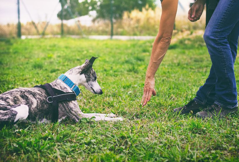 Hundeerziehung - Ein Leitfaden - Hundeschule und Training