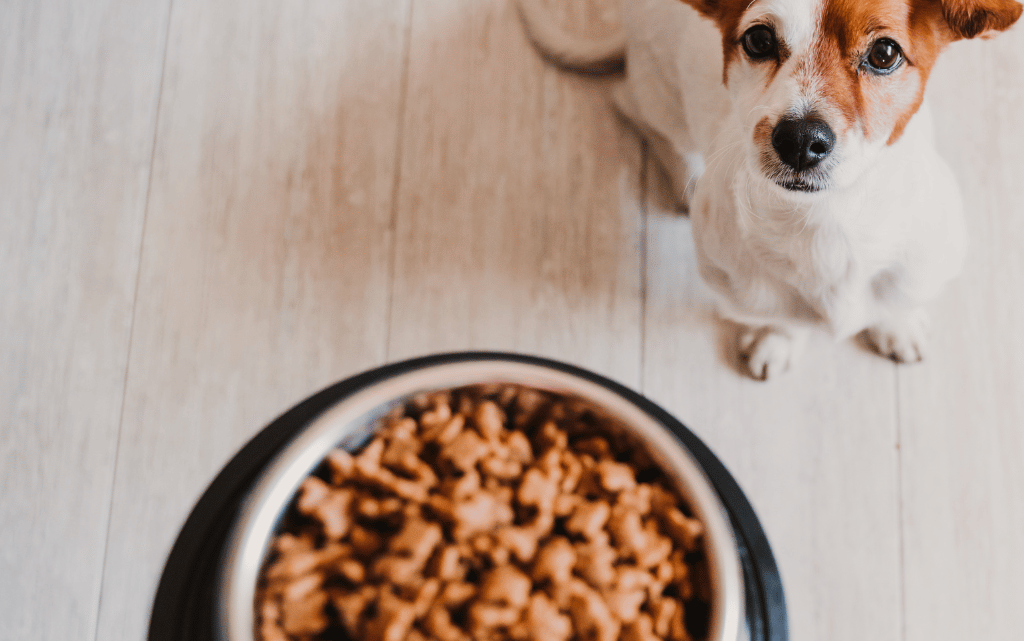 Hundefutter von Welpen bis Senioren und Hundeernährung