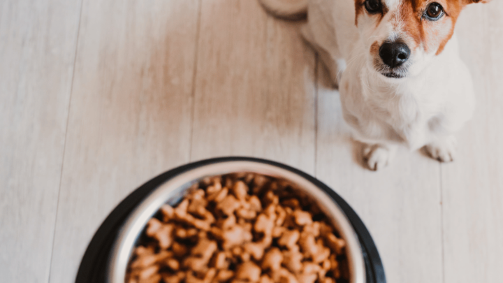 Hundefutter von Welpen bis Senioren und Hundeernährung