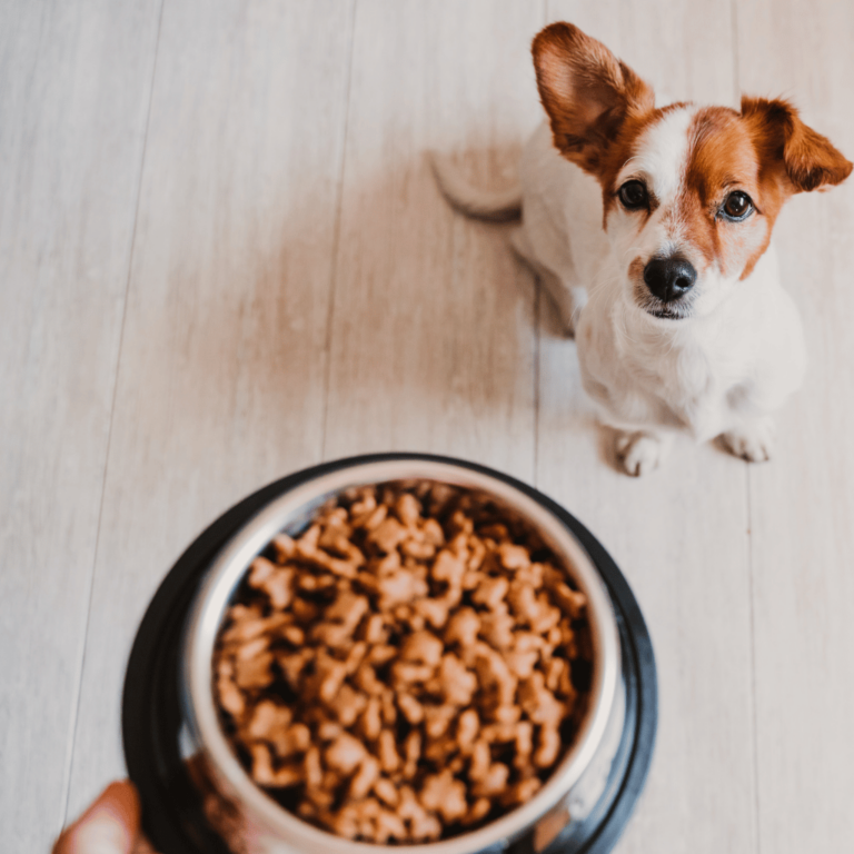 Hundefutter von Welpen bis Senioren und Hundeernährung