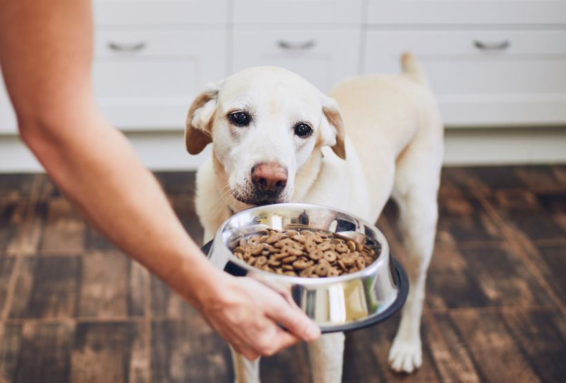 Ernährung für Hunde - Grundlagen der Hundeernährung. Hundeschule und Training