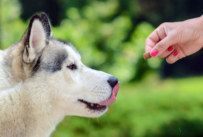 Hundefutterallergien - Prävention und Management. Finde Ratschläge zur Behandlung von Hundefutterallergien